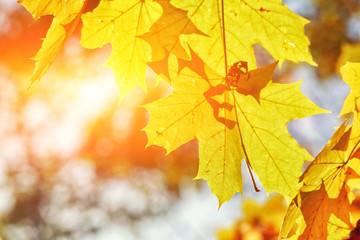 Goldener Herbst