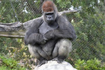 Western lowland gorilla in the outdoors