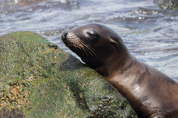 Young Seal Taking a Break