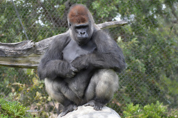 Western lowland gorilla in the outdoors