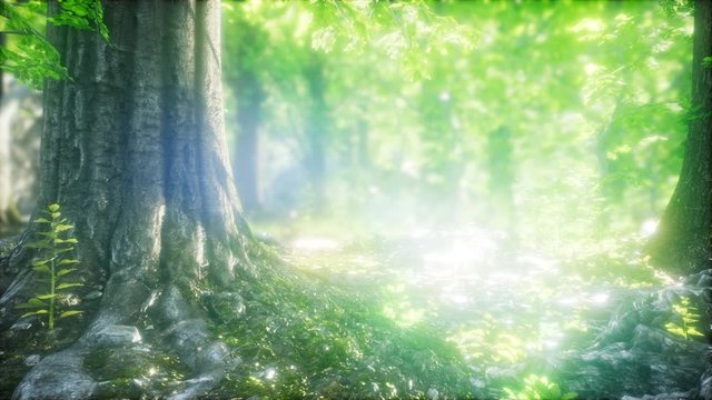 sunbeams shining through natural forest of beech trees, ferns covering the ground
