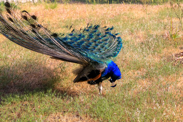 Obraz premium India peacock on Rhodes island