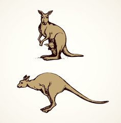 Kangaroo. Vector drawing