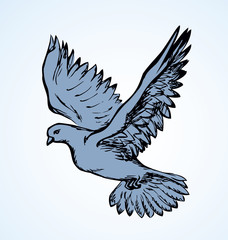 Vector illustration Flying dove