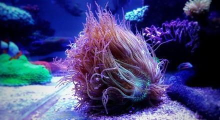 Wonder elegance coral - Catalaphyllia jardinei