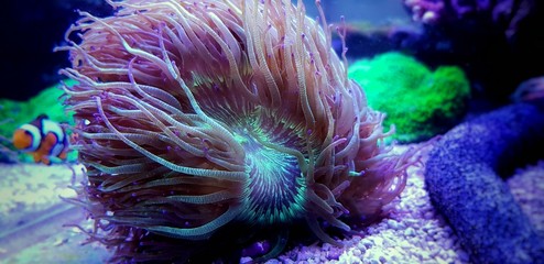 Wonder elegance coral - Catalaphyllia jardinei