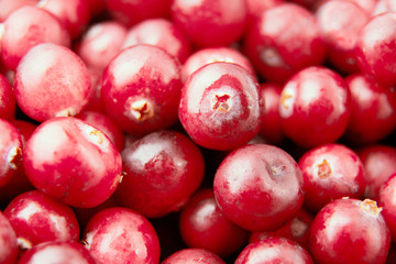 Cranberry / Background from fresh ripe red berries of a cranberry.