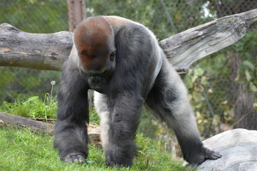 Naklejka premium Western lowland gorilla in the outdoors