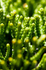 Green Plants Macro Bush Texture