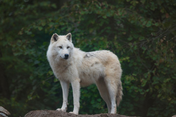 Obraz premium wolf