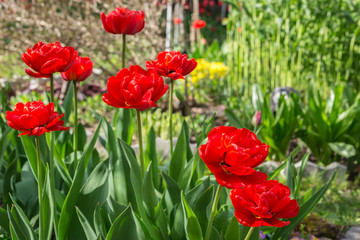 Springtime blossoming red tulips in the garden