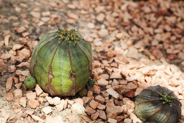 Euphorbia obesa (baseball plant)
