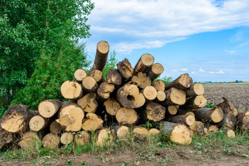 Freshly chopped pine tree logs stacked up on top of each other in a pile. Harvest of timber. Firewood is a renewable energy source.