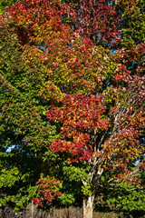 Maple tree, leaves turning fall colors as a nature background, red, yellow, orange, and green maple leaves