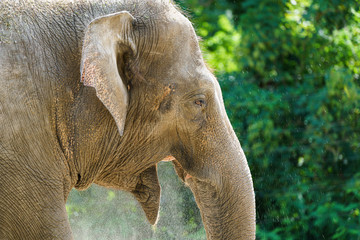 Fototapeta premium Elefant