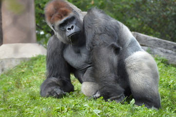 Western lowland gorilla in the outdoors