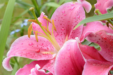 Blumen 1152 © K.-U. Häßler