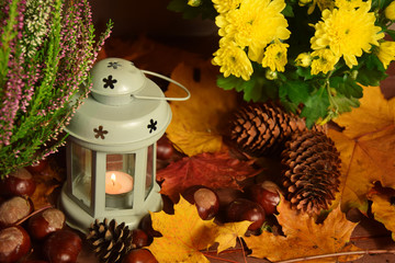 Chryzantema wrzos latarenka na liściach - jesień