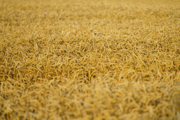 Weizen Feld