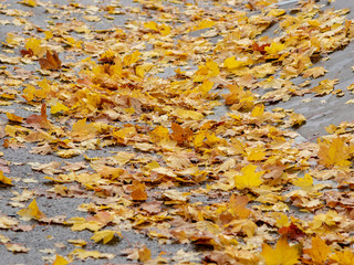 picture with beautiful colored leaves on background