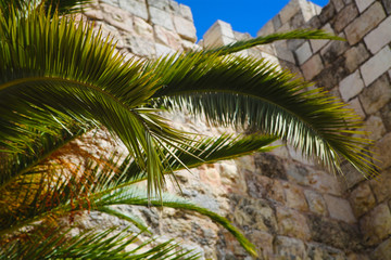 Fragment of green palm tree with a blue sky