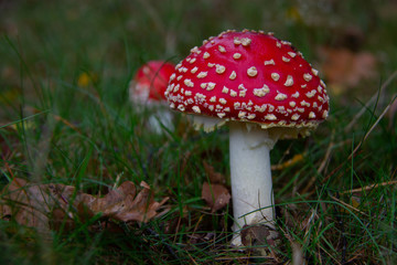 Two  Amanita muscaria,  fly agaric or fly amanita in green grass