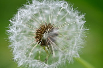 dandelion, flower