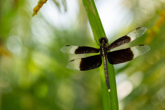 Black color dragon fly with leaf
