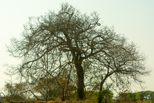 Stand alone tree with no leaves