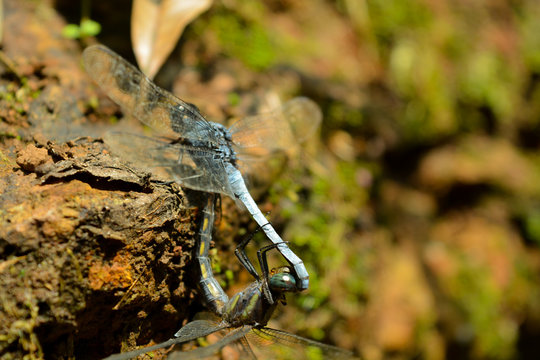 Dragonflies mating in rainy season