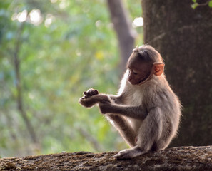 Little monkey looking at foot