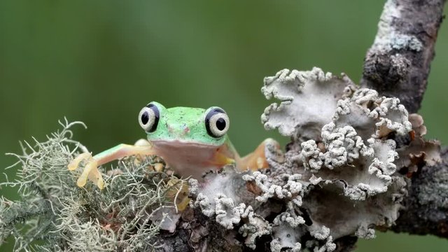Lemur Leaf Frog with big bug-eyes looking forward 4K