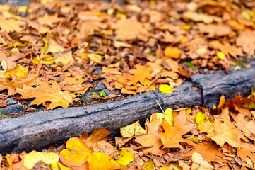 On the ground lying golden autumn leaves on the roadside.