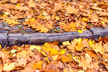 On the ground lying golden autumn leaves on the roadside.