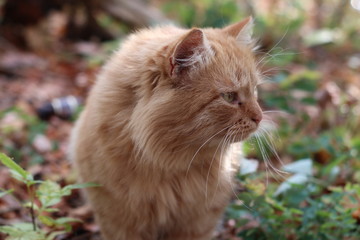 Naklejka na ściany i meble red cat in the garden