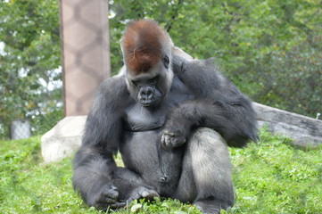 Western lowland gorilla in the outdoors