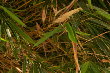 Fototapeta premium View of the dense bamboo leaves