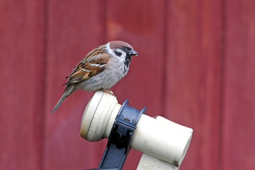 Feldsperling (Passer montanus) auf einer Satellitenschüssel - Tree sparrow on a satellite dish
