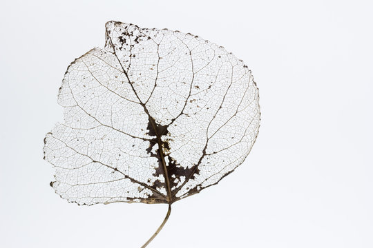 esqueleto de hoja con fondo blanco