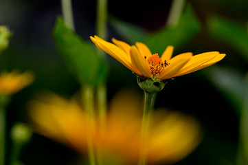 flower, yellow, nature