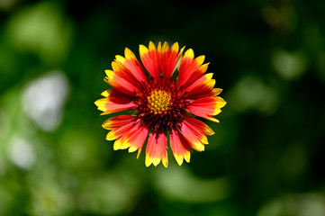 flower, yellow, nature