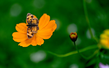flower, yellow, nature