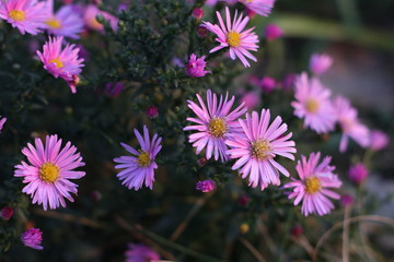 Fototapeta premium purple flowers in the garden