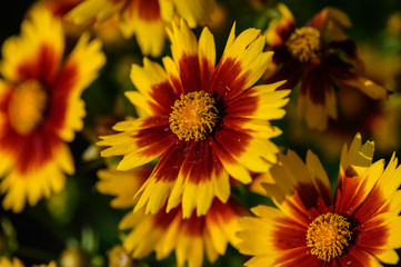 flower, yellow, nature