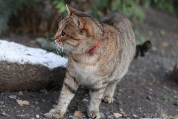 beautiful gray cat with a white face sits and looks forward