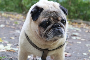 Obraz premium close up portrait pug on a green background