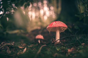 Pilze im Wald während Herbst 