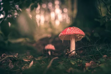 Pilze im Wald während Herbst  © Jeffrey