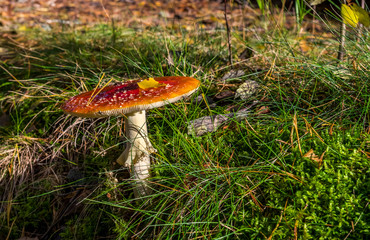 Red fly agaric (Amanita muscaria) is a very toxic wild mushroom