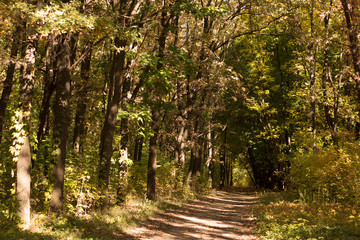 Autumn landscape in yellow forest.